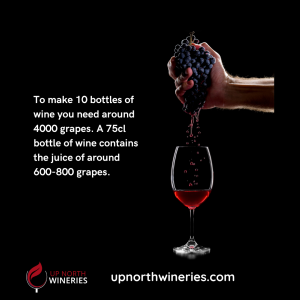 Ever wondered how many grapes it takes to make a bottle of wine? The answer isn’t as simple as you think! Get the juicy details here. 🍷🍇