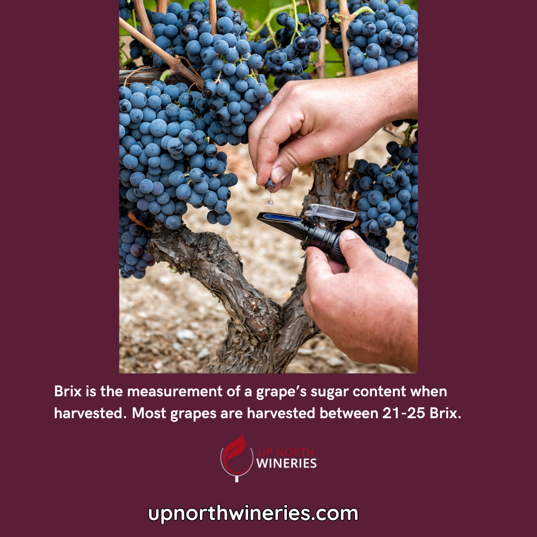 Brix measures sugar levels in grapes, helping winemakers determine harvest time and potential alcohol content. Learn how Brix impacts wine!